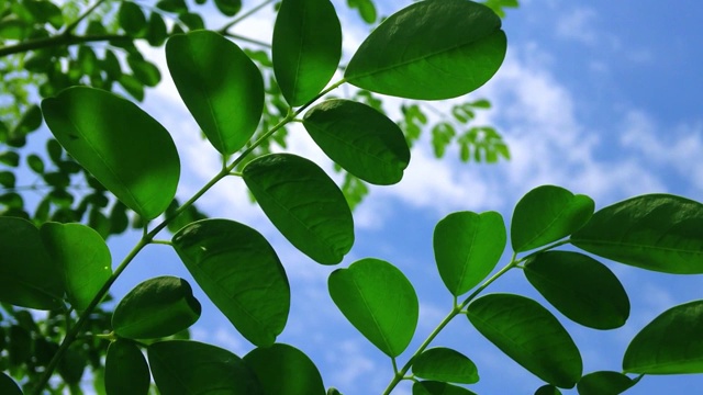 辣木鲜叶在植物田中的运动视频素材