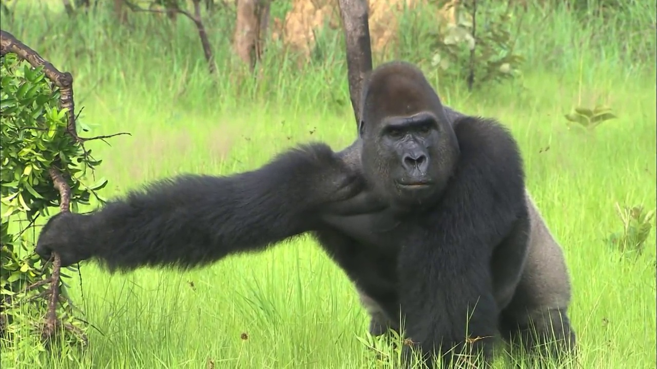 雄性大猩猩抓树枝，莱西奥-洛纳野生动物保护区，刚果，非洲视频购买