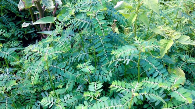 乡村花园中被风吹动的植物叶子的新鲜运动视频素材