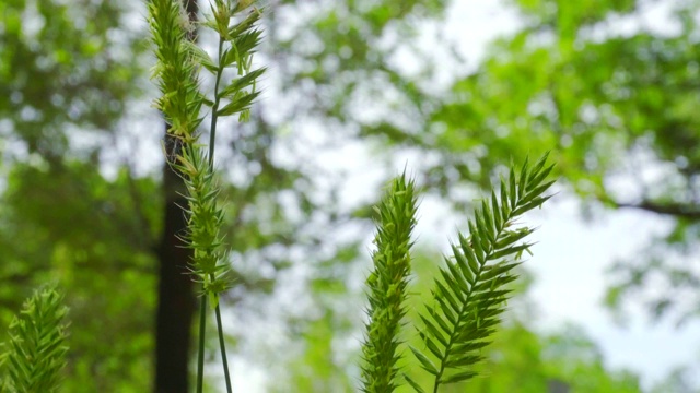 草在风中摇摆得很慢。特写镜头视频素材