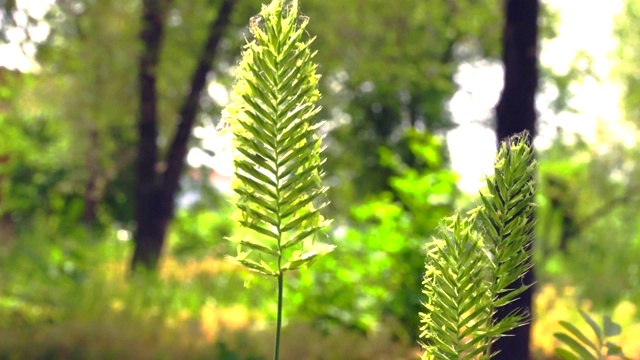 草在风中摇摆得很慢。特写镜头视频素材