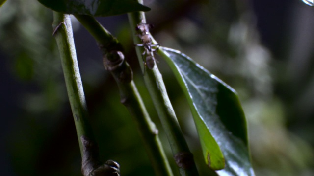 茎眼苍蝇爬上植物视频素材