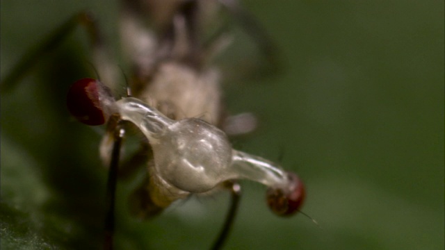 茎盯着叶子上的苍蝇视频素材