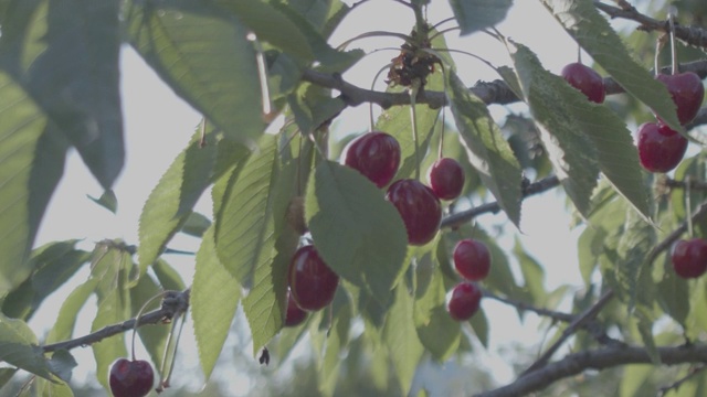 水果花园樱桃树和樱桃果实视频素材