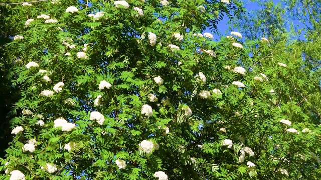 花枝，白色小花，绿叶背景视频素材