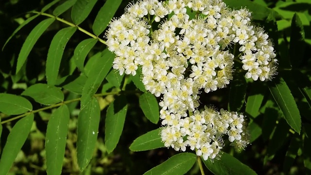 花枝，白色小花，绿叶背景视频素材