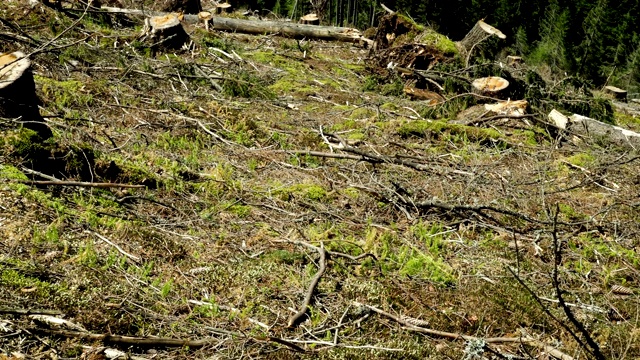 森林被砍伐的小山与树桩和松树林在山上视频素材