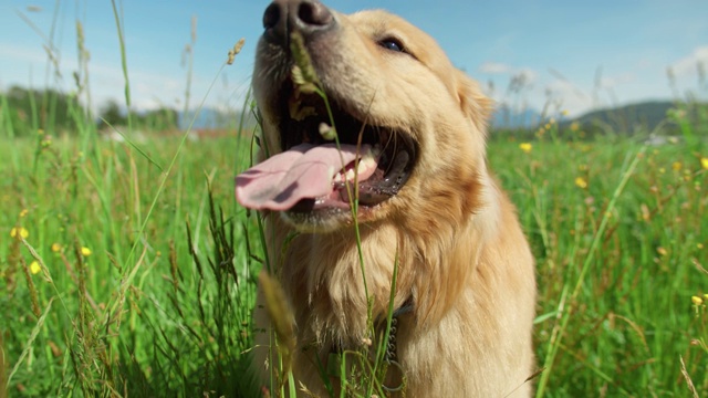 金毛寻回犬躺着喘着气，跟着镜头视频素材