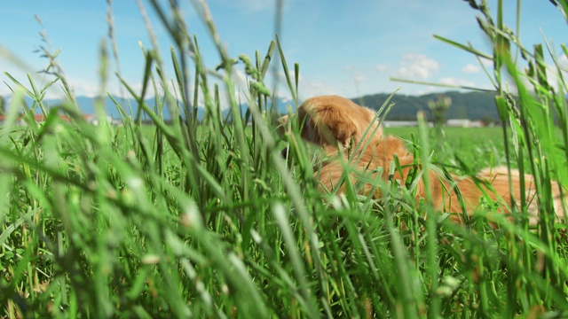 金毛寻回犬躺在一片高草地上视频素材