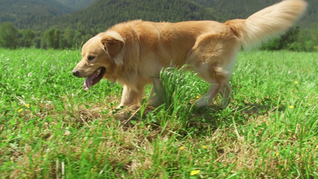 金毛寻回犬跟随摄影机进入一片茂密的草地视频素材