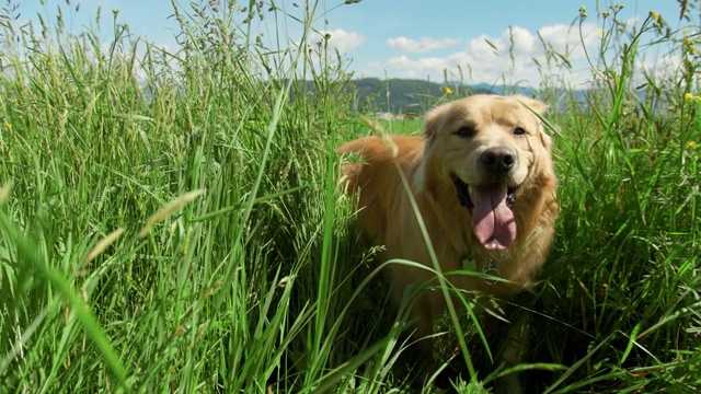 金毛猎犬站了起来，跟着镜头穿过高高的草丛视频素材