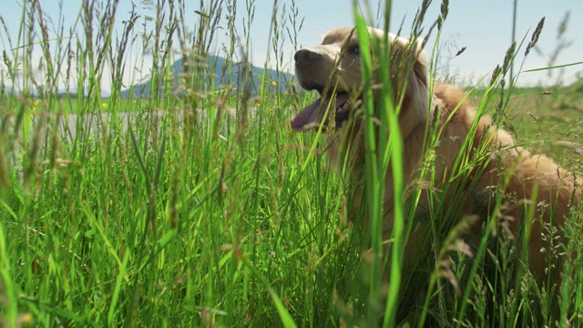 金毛寻回犬在乡间小路旁的草丛中探索视频素材