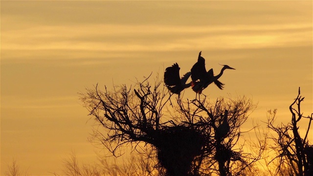 灰鹭，Ardea cinerea, Camargue，法国视频素材