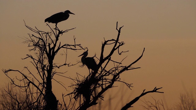 灰鹭，Ardea cinerea, Camargue，法国视频素材