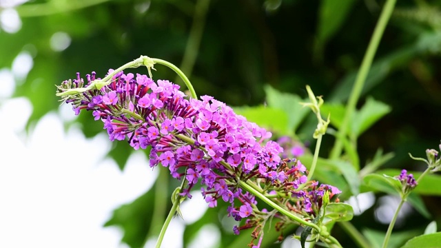 紫色或粉红色的紫丁香花树在春季近距离挑选焦点视频素材