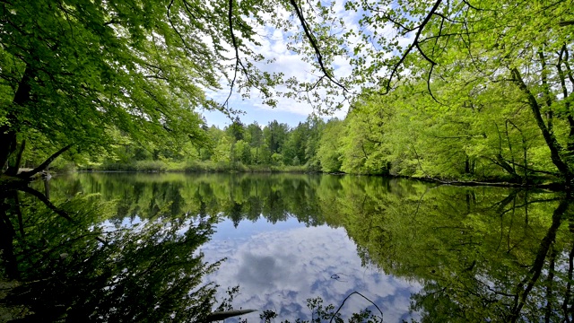 森林湖，湖Wiesbüttsee，春天，Flörsbach，德国黑森视频素材