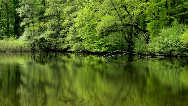 森林湖，湖Wiesbüttsee，春天，Flörsbach，德国黑森视频素材