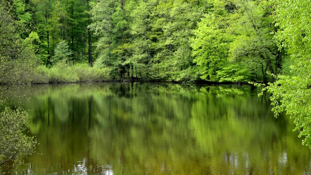 森林湖，湖Wiesbüttsee，春天，Flörsbach，德国黑森视频素材