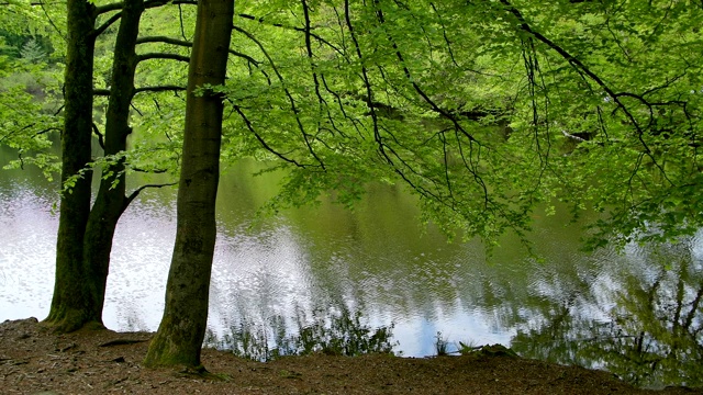 森林湖，湖Wiesbüttsee，春天，Flörsbach，德国黑森视频素材