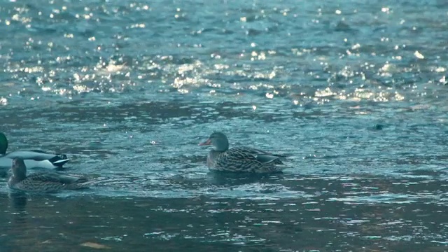 河流上的多只鸭子视频素材