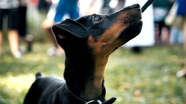 可爱的德国犬看着镜头坐在草地上的慢动作视频素材