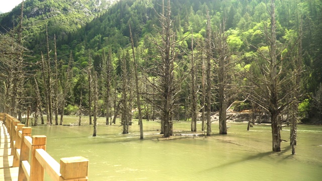 平景:中国四川省四姑娘山国家公园的常平沟或常平沟徒步旅行时，运河里树木落叶的美丽自然景观视频素材