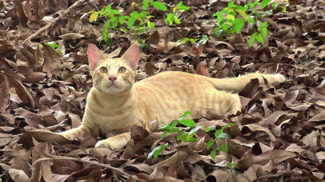 猫睡在干树叶上视频素材