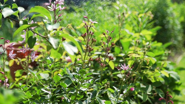 夏天在花园里浇水视频素材