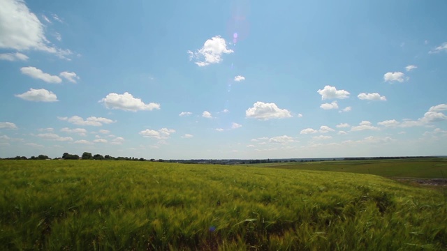 夏日阳光明媚的麦田。麦田和天空的夏季景观。视频素材