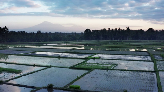 巴厘岛的稻田和山脉视频素材