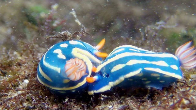 一对蓝色海蛞蝓在韩国济州岛西浦的潮汐池中交配视频素材