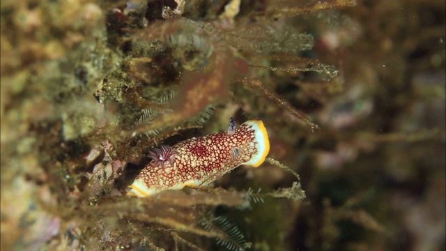 韩国济州岛西浦潮池里的染色海蛞蝓视频素材