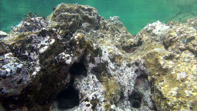 韩国济州岛西浦海塘产卵后，雌性波纹布莱尼离开筑巢地点视频素材