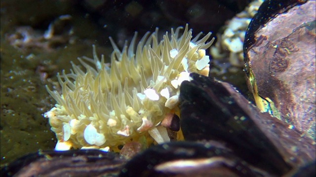 韩国济州岛西浦水塘的日本花蜜视频素材