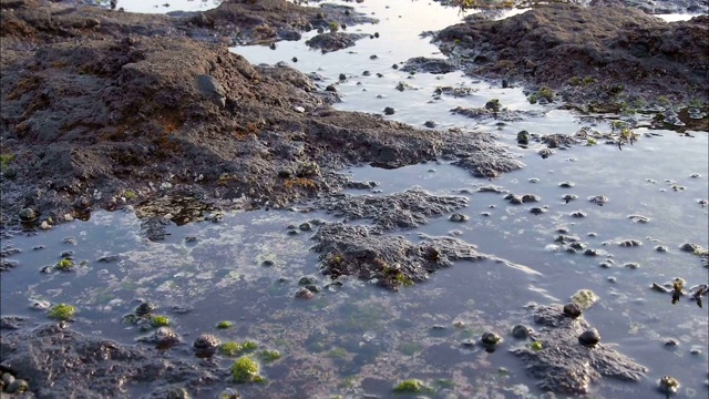 韩国济州岛西浦，黑寄居蟹四处寻找水视频素材