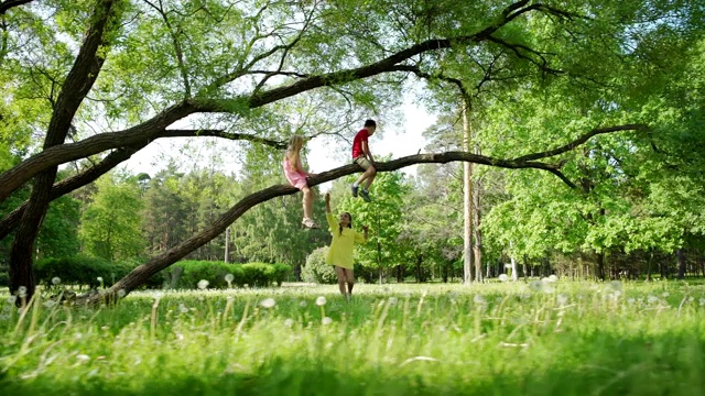 右低角拍摄的三个顽皮的无忧无虑的孩子，两个女孩和男孩，爬树和坐在树枝上的绿色公园在夏天的一天视频素材