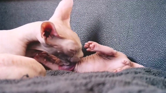 sphynx婴儿视频素材