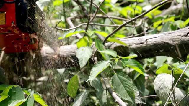 人类砍伐树木视频下载