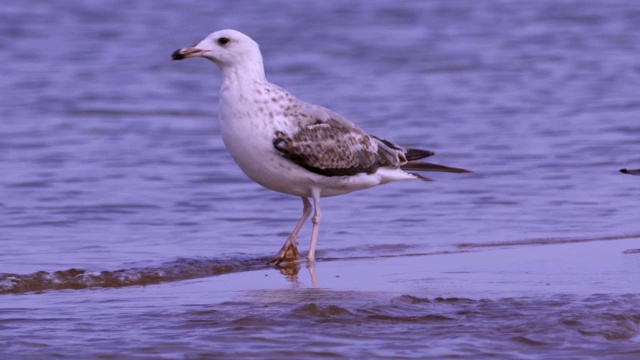 大黑头鸥(Larus ichthyaetus)站在浅水中休息。视频素材