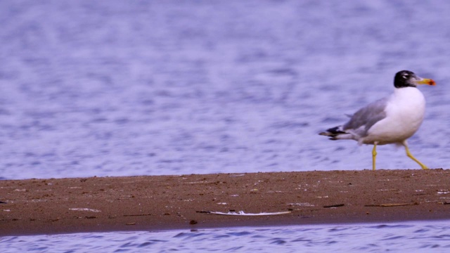 大黑头鸥(Larus ichthyaetus)站在浅水中休息。视频素材