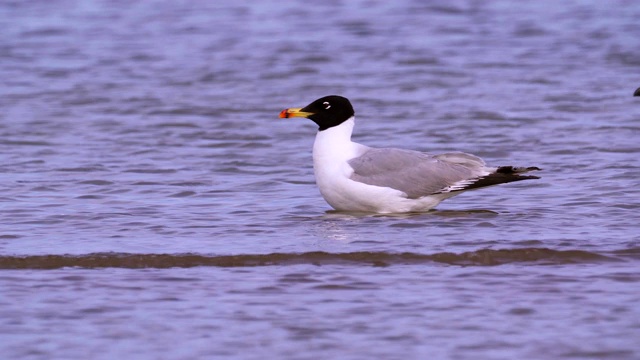 大黑头鸥(Larus ichthyaetus)站在浅水中休息。视频素材