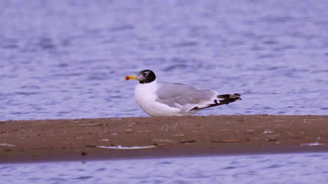 大黑头鸥(Larus ichthyaetus)站在浅水中休息。视频素材