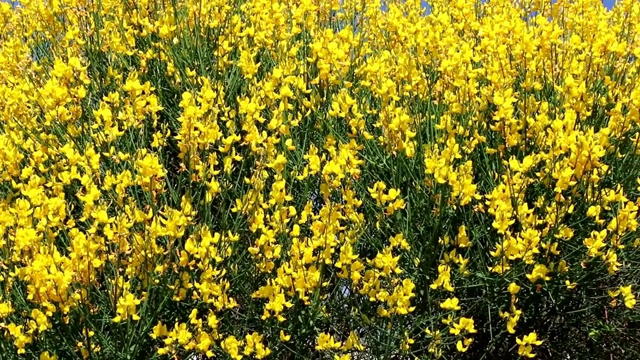 春天的金雀花开花了视频素材