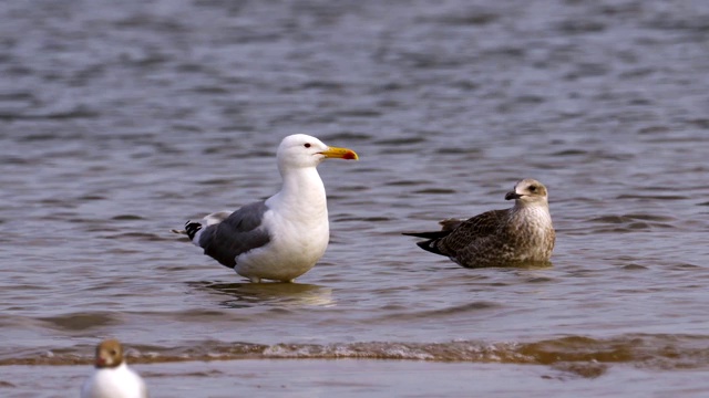 鸟草原鸥(Larus cachinnans)与成年雏鸟站在浅水休息。视频素材