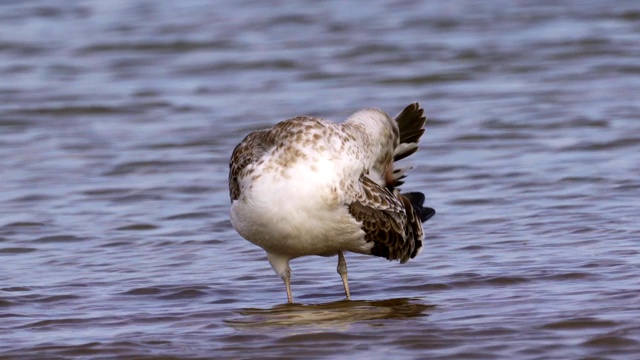 年轻的草原海鸥(Larus cachinnans)站在浅水中，清洁自己的羽毛。视频素材