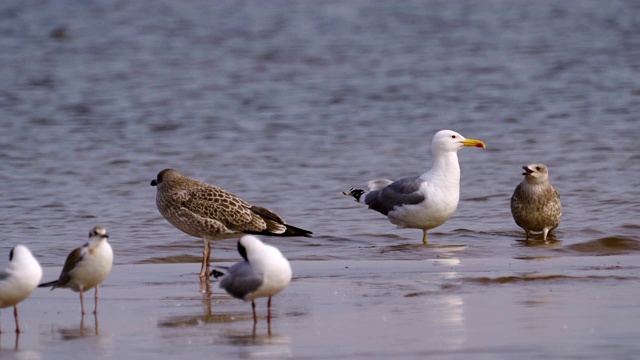 鸟草原鸥(Larus cachinnans)与成年雏鸟站在浅水休息。视频素材