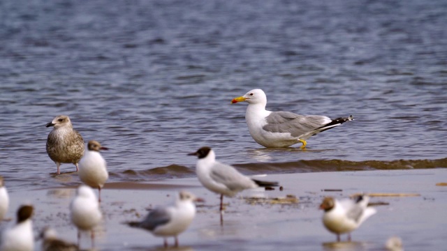 鸟草原鸥(Larus cachinnans)与成年雏鸟站在浅水休息。视频素材