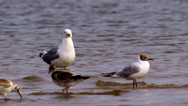 鸟草原鸥(Larus cachinnans)与成年雏鸟站在浅水休息。视频素材