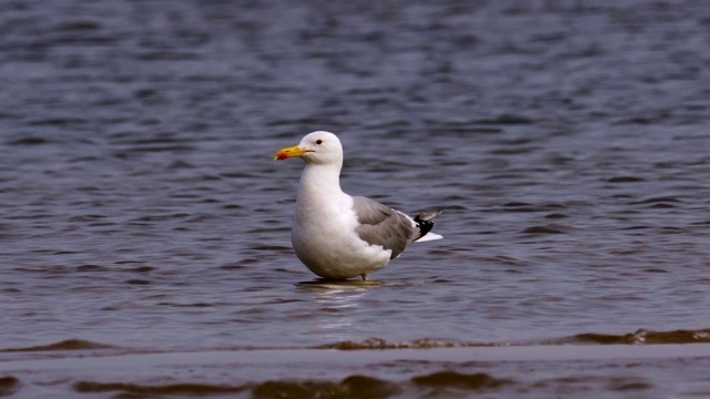 草原鸥(Larus cachinnans)站在浅水中休息。视频素材