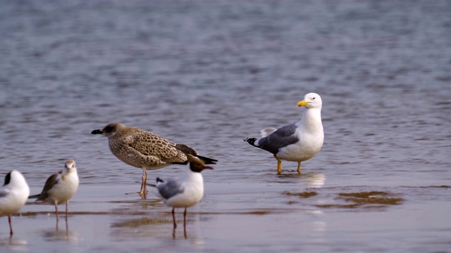 鸟草原鸥(Larus cachinnans)与成年雏鸟站在浅水休息。视频素材